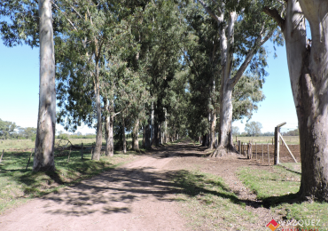 Apto Ganaderia y Tambo  con RENTA